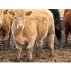 Image 7 : JG Larson Livestock (V-V) - 720# April Delivery Heifers - 78 Head (Jenner, AB) VBP+