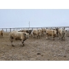 Image 4 : Douglass Agro - 710# February Delivery Weaned Steers - 175 Head (Gem, AB) 
