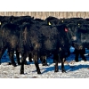 Image 3 : East Hilltop Holdings - 770# January Weaned Heifers - 80 Head (Carstairs, AB)