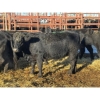 Image 2 : Crooked Creek Ranch - 16 Second Calvers (Pen 408C)