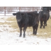 Image 5 : Martin DeVos - 675# March Delivery Steers - 95 Head (Fork River, MB) ***ADDED LOT***