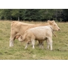 Image 6 : Tanner & Michelle Lawton  - 700# Oct/Nov Delivery Steer Calves - 50 Head (Eckville, AB)
