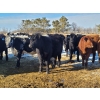 Image 4 : Loch Lomond Livestock Ltd. - 725# March Delivery Steers - 45 Head (Eyebrow, SK)