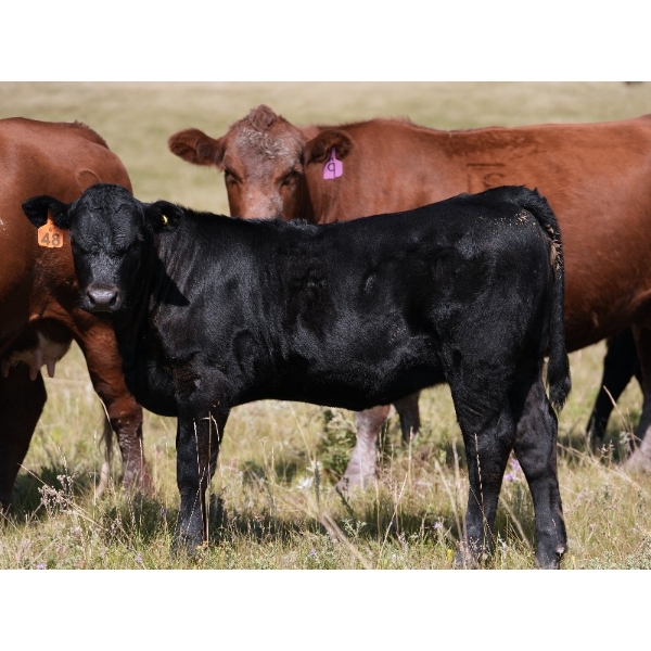 Bar 15 Ranch Ltd. - 520# October Delivery Heifer Calves - 20 Head (Claresholm, AB)