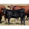 Image 1 : Bar 15 Ranch Ltd. - 520# October Delivery Heifer Calves - 20 Head (Claresholm, AB)