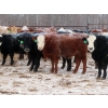 Image 5 : Bill Devos - 680# March Delivery Steers - 80 Head (Fork River, MB)