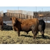 Image 3 : Luke & Jen Smith - 1000# April Delivery Heifers - 60 Head (Rhein, SK)
