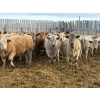 Image 3 : Lowe Ranches - 688# March Delivery Steers - 54 Head (Nanton, AB)
