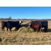 Image 1 : Stellar Farms - 700# November Steer Calves - 172 Head (Moosehorn, MB) VBP+