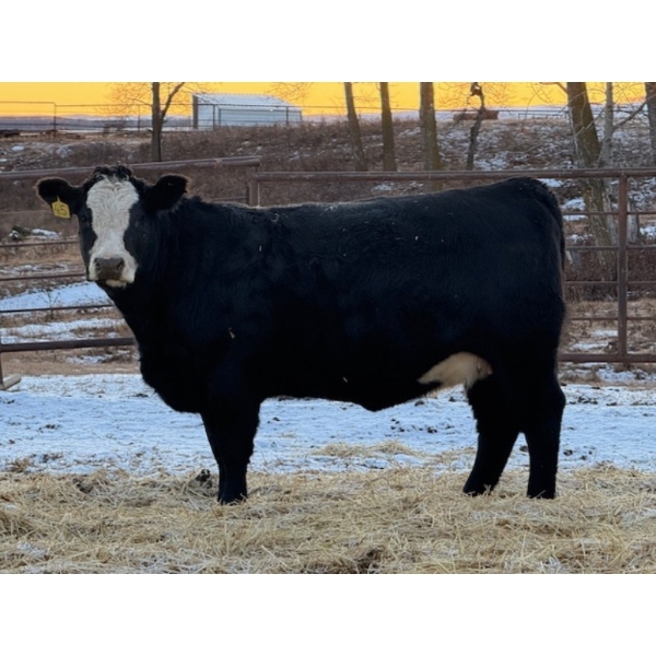 Cornerglen Ranching (McNeil) - 6 BBF Simm/Angus X April/May Calving Bred Heifers (Crestomere, AB)