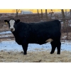 Image 1 : Cornerglen Ranching (McNeil) - 6 BBF Simm/Angus X April/May Calving Bred Heifers (Crestomere, AB)