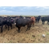 Image 2 : Edgar's Custom Farming Ltd. - 1025# October Delivery Grass Heifers - 104 Head (Elkhorn, MB)