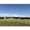 Image 14 : Douglass Bros. Ranching - 580# November Delivery Heifer Calves - 100 Head (Gem, AB)
