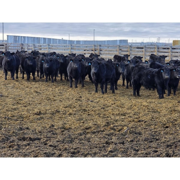 M.S. MacLean Livestock - 870# March Delivery Steers - 163 Head (Coaldale, AB)