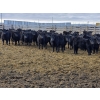Image 1 : M.S. MacLean Livestock - 870# March Delivery Steers - 163 Head (Coaldale, AB)