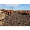 Image 2 : Cattlewood Farms Ltd. - 785# June Delivery Steers - 80 Head (Fincastle, AB)