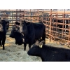 Image 2 : 6S Family Farm - 10 Second & Third Calvers (Pen 410)