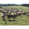 Image 2 : Rick Murphy - 1000# October Delivery Grass Heifers - 140 Head (Lloydminster, AB)