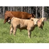 Image 2 : Cunningham Cattle Co. - 680# October Delivery Steer Calves - 270 Head (Sundre, AB)