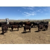 Image 3 : Rex & Karen Hoagland - 610# September Delivery Steer & Heifer Calves - 90 Head (Melba, ID)