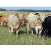 Image 9 : Hidden Creek Farms Ltd. - 975# Sept/Oct Delivery Grass Heifers - 63 Head (Fort Qu'Appelle, SK)