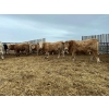 Image 8 : Greg Trewin - 1025# February Delivery Steers - 60 Head (Coulter, MB)