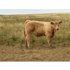 Image 7 : Circus Coulee Cattle (Robert & Jordy Hoff) - 565# November Steer Calves - 95 Head (Dorothy, AB)