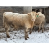 Image 4 : Strickland Farms - 825# February Delivery Steers - 66 Head (Corrine, SK)