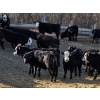 Image 7 : Bircham Ranch - 920# March Delivery Steers - 200 Head (Piapot, SK)