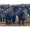 Image 3 : Sturgeon River Ranch - 680# March Delivery Heifers - 90 Head (Rockyford, AB)