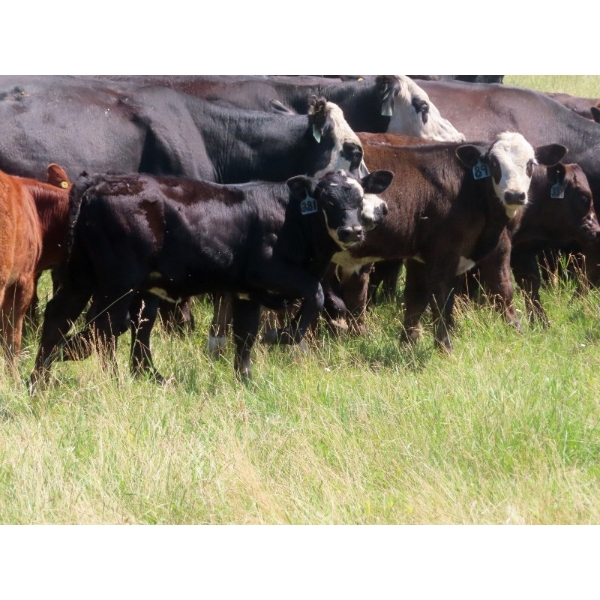 Calvin Rydzik - 525# November Delivery Heifer Calves - 110 Head (Glenavon, SK)
