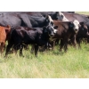 Image 1 : Calvin Rydzik - 525# November Delivery Heifer Calves - 110 Head (Glenavon, SK)