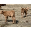 Image 12 : Bar 33 Ranch - 600# October Delivery Heifer Calves - 105 Head (Strathmore, AB)