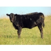 Image 9 : Endersby Ranching - 470# October Delivery Heifer Calves - 115 Head (Coronation, AB)