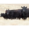Image 5 : L & J Ranch - 640# Oct/Nov Steer Calves - 54 Head (Harptree, SK)