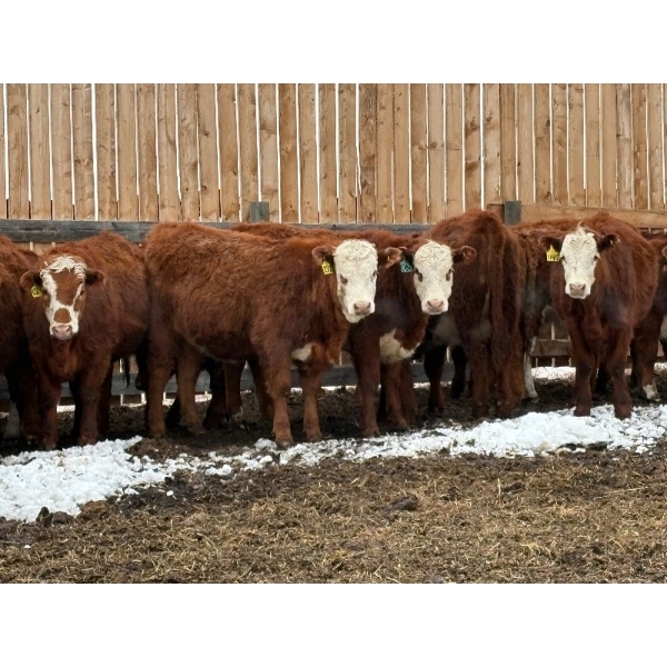 Jones Valleyview Ranch - 24 RBF Angus/Hereford X Replacement Heifers (Balzac, AB)