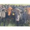 Image 10 : K6 Farms - 1000# Sept/Oct Delivery Grass Steers - 210 Head (Buck Lake, AB)
