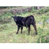 Image 4 : Beaver Ranch - 540# October Delivery Steer Calves - 220 Head (Quilchena, BC)