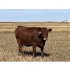 Image 3 : Clay Ridge Farms Inc. - 870# October Delivery Grass Heifers - 37 Head (Big Stone, AB)