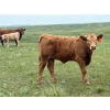 Image 4 : Border View Ranch - 580# October Delivery Heifer Calves - 80 Head (Coronach, SK)