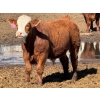 Image 5 : Rob Mossey - 920# April Delivery Steers - 67 Head (Vauxhall, AB)