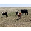 Image 1 : Dot Bar Dot - 550# November Delivery Steer Calves - 75 Head (Maple Creek, SK)