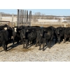 Image 3 : Michael Jennings - 540# March Delivery Steers - 75 Head (Condor, AB)