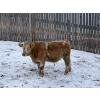 Image 5 : Francis Dyck - 642# December Delivery Weaned Steers - 40 Head (Swift Current, SK)