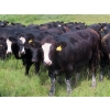 Image 9 : Taylor Enterprises Inc. - 875# September Delivery Grass Heifers - 210 Head (Wawota, SK)