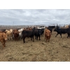 Image 4 : Chipping Hill Cattle Co. - 525# May Delivery Heifers - 65 Head (MacGregor, MB)