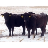 Image 3 : Little Rainbow Ranch - 22 Black & BBF Simm X Angus April/May Calving Bred Heifers (Moosomin, SK)