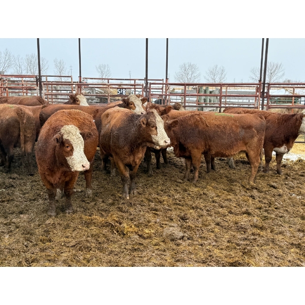 Spruce Ridge Farms - 10 3-4 Year-Old Cows (Pen 515A)