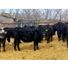 Image 3 : Upland Livestock - 550# April/May Delivery Steers - 60 Head (Wood Mountain, SK)