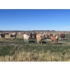 Image 3 : Kirk Goldsmith - 890# October Delivery Grass Heifers - 117 Head (Veteran, AB)